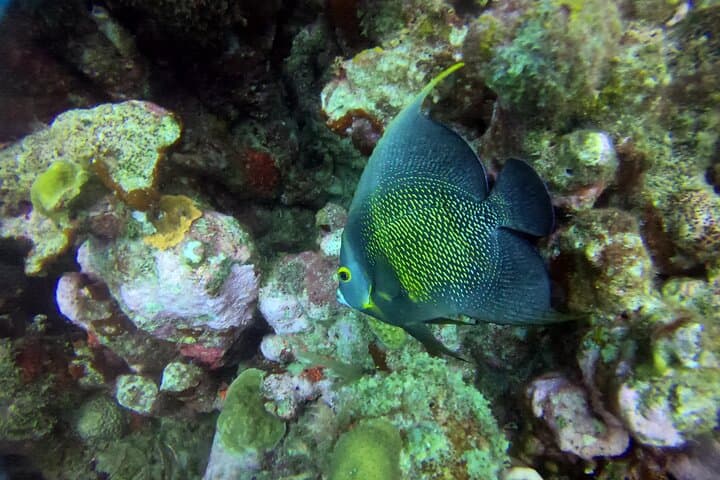 Aruba Discover Scuba Diving photo highlight 6