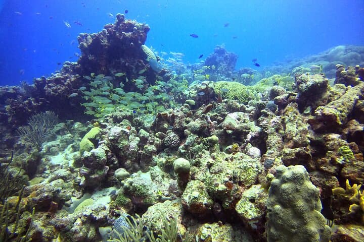 Aruba Discover Scuba Diving photo highlight 7
