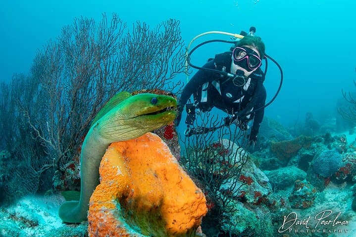 Aruba Red Sail Sports One or Two Tank Scuba Dive photo highlight 8