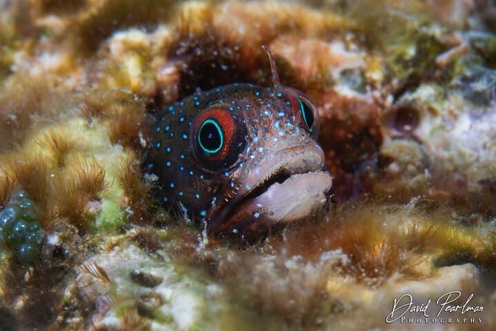 Aruba Red Sail Sports One or Two Tank Scuba Dive photo highlight 9