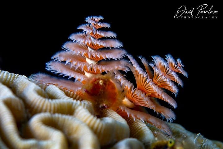 Aruba Red Sail Sports One or Two Tank Scuba Dive photo highlight 10