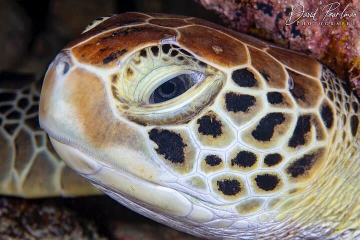 Aruba Red Sail Sports One or Two Tank Scuba Dive photo highlight 11