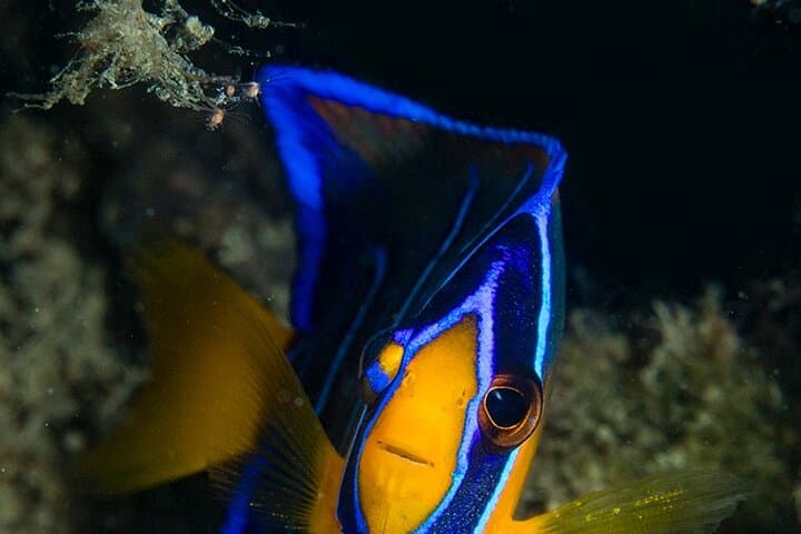 Aruba Red Sail Sports One or Two Tank Scuba Dive photo highlight 13