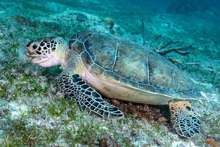 Introductory Diving in Aruba photo highlight 1