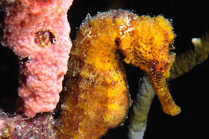Introductory Diving in Aruba photo highlight 14