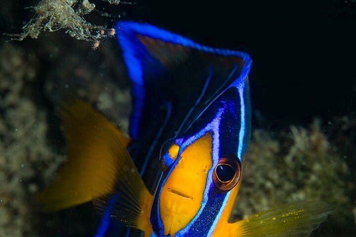 Introductory Diving in Aruba photo highlight 15