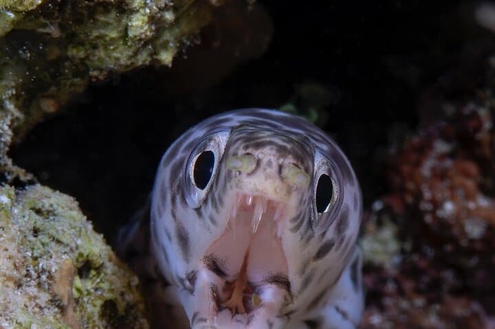 Red Sail Aruba Night Diving Aruba photo highlight 11