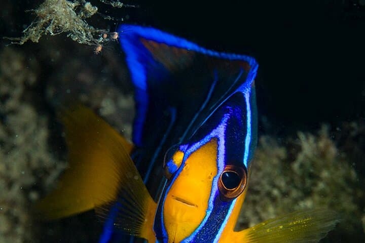 Red Sail Aruba Night Diving Aruba photo highlight 14