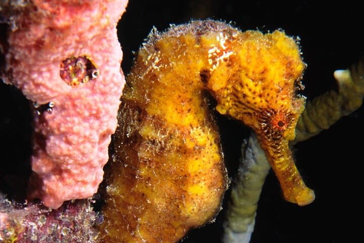 Red Sail Aruba Night Diving Aruba photo highlight 15