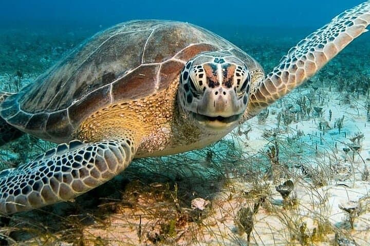 North Coast Seabob Reef Tour photo highlight 10