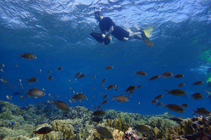 Snorkeling with Solar Power Sea Scooters - Group Tour photo highlight 8