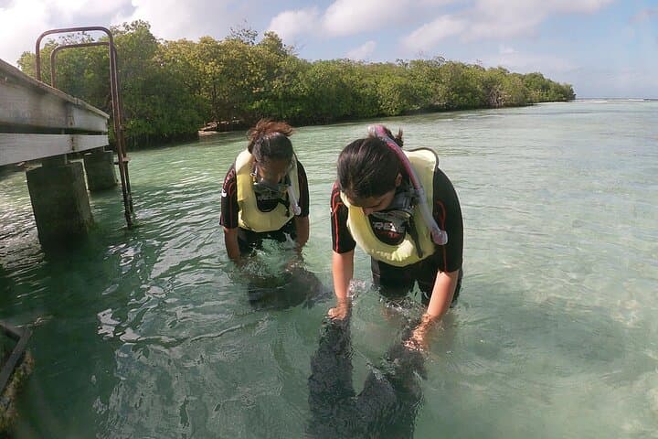 Discover Snorkeling Mangel Halto Aruba photo highlight 7