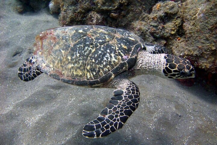 Discover Snorkeling Tour Mangel Halto & Baby Beach photo highlight 8