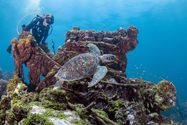Aruba Red Sail Sports One or Two Tank Scuba Dive photo highlight 15