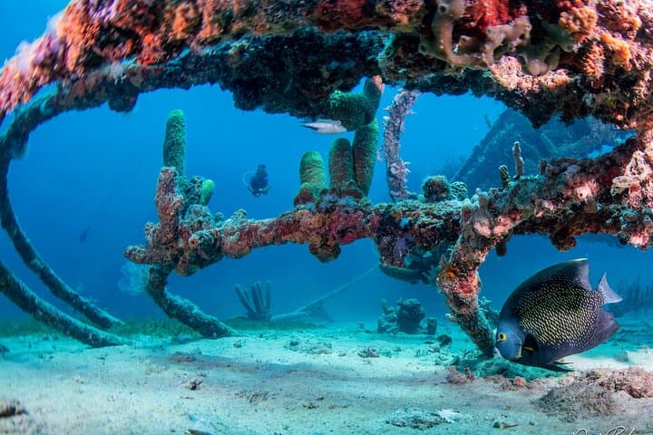 Aruba Red Sail Sports One or Two Tank Scuba Dive photo highlight 17