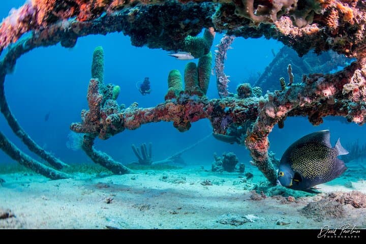 Red Sail Aruba Night Diving Aruba photo highlight 18