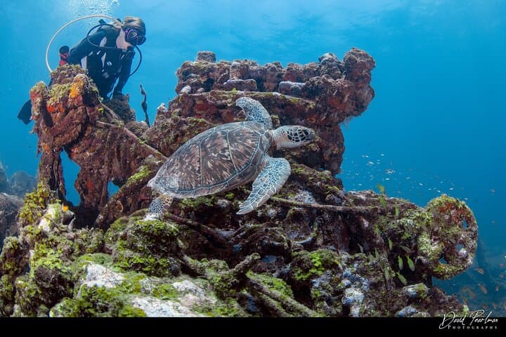 Red Sail Aruba Night Diving Aruba photo highlight 19