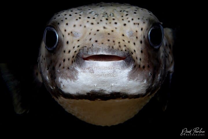 Red Sail Aruba Night Diving Aruba photo highlight 20