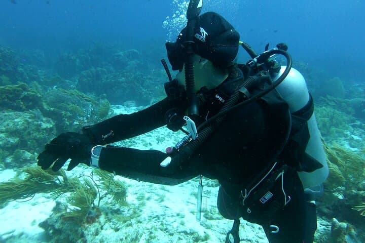 Scuba Diving with Solar Powered Sea Scooter photo highlight 5