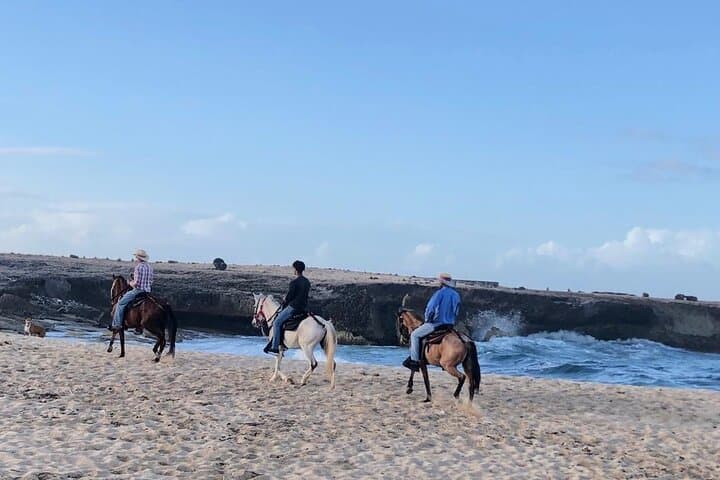 2-Hour Horseback Riding Tour to Little Natural Bridge in Aruba photo highlight 5