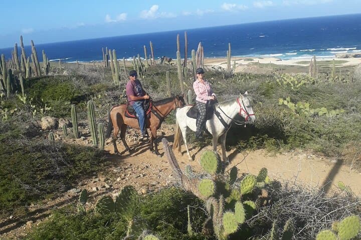 2-Hour Horseback Riding Tour to Little Natural Bridge in Aruba photo highlight 7
