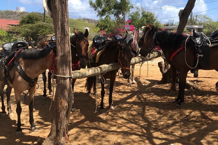 2-Hour Horseback Riding Tour to Little Natural Bridge in Aruba photo highlight 14