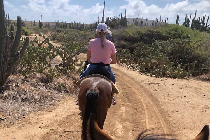 2-Hour Horseback Riding Tour to Little Natural Bridge in Aruba photo highlight 15
