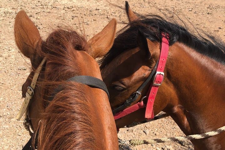 2-Hour Horseback Riding Tour to Little Natural Bridge in Aruba photo highlight 23