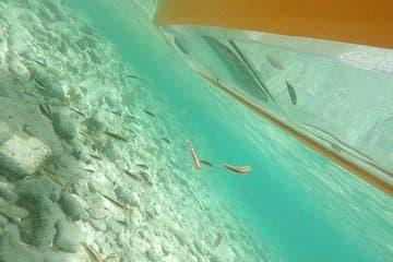 Mangrove Forest Tour - Glass Bottom Kayak in destination