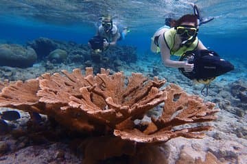 Snorkeling with Solar Power Sea Scooters - Group Tour in destination